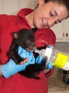 Aiding the Appalachian Bear Rescue