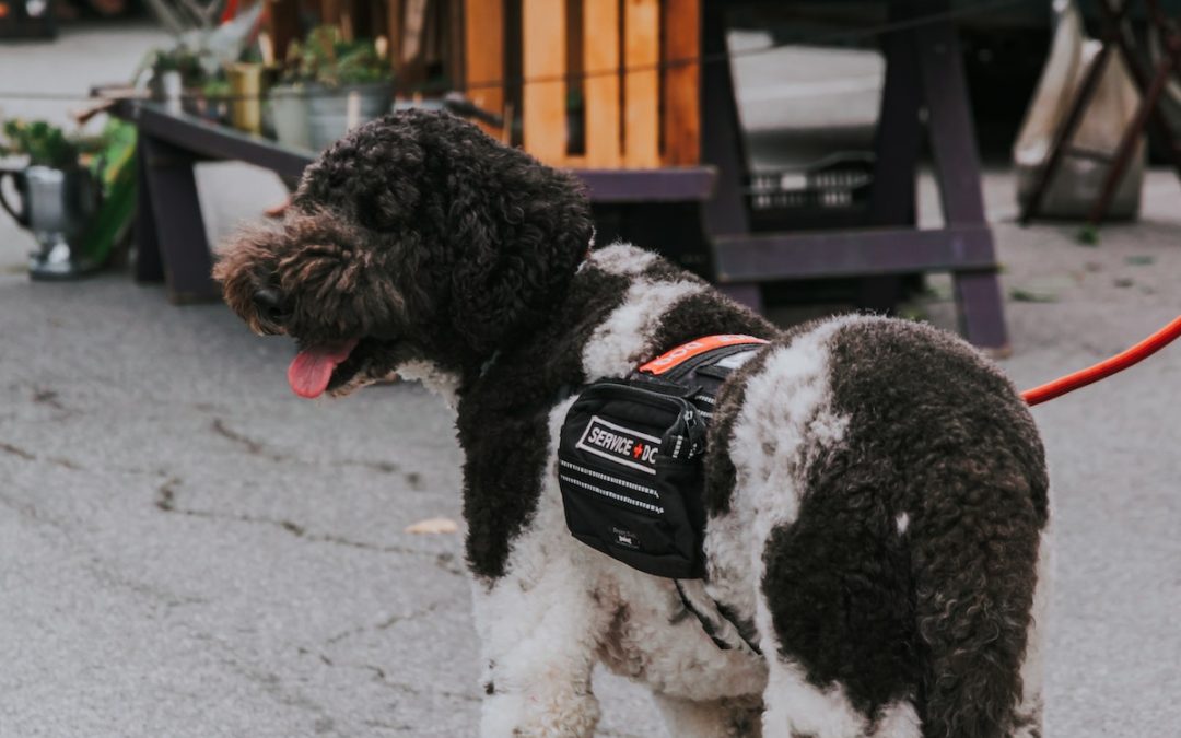 black and white service dog