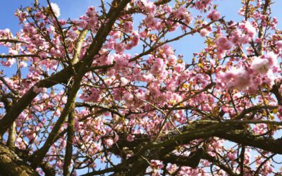 April 2022 Newsletter